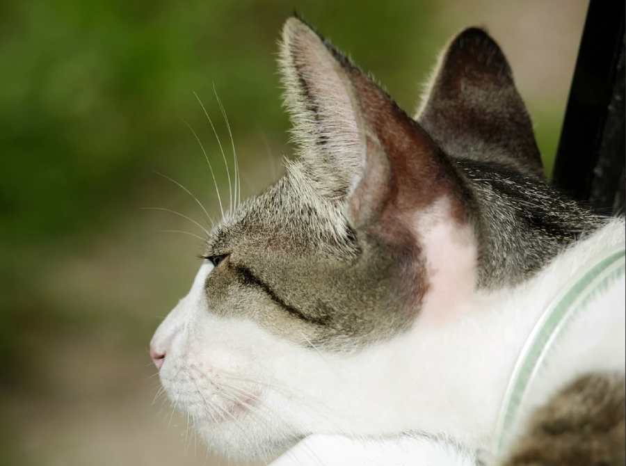 Close-up side view of a cat with white and gray fur, showing its face, ear, and whiskers. The background is blurred with green and brown tones, making the cat the main focus of the image.