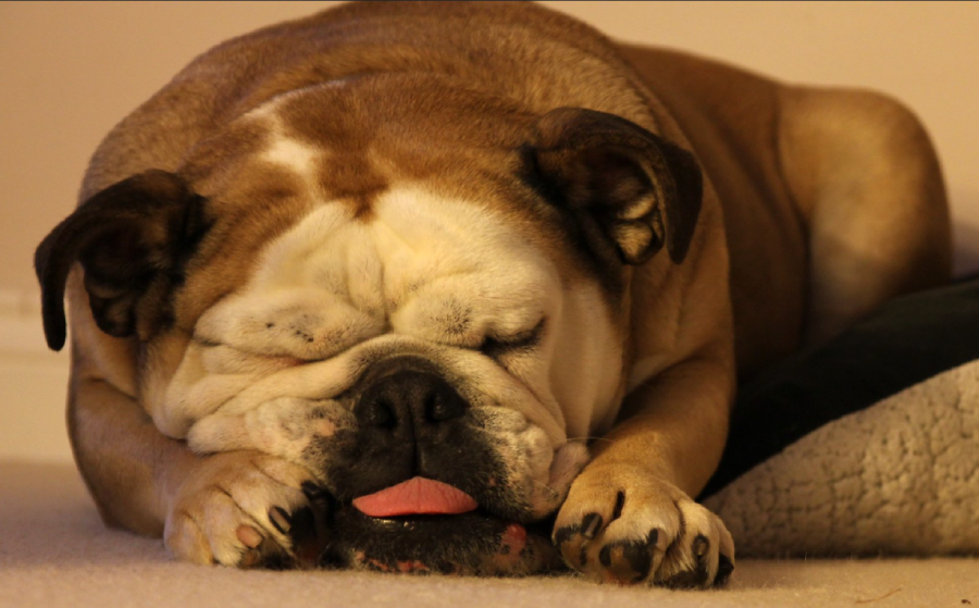 A brown and white bulldog is lying on a carpet with its eyes closed, head resting on its paws, and tongue slightly sticking out, appearing to be sleeping peacefully.