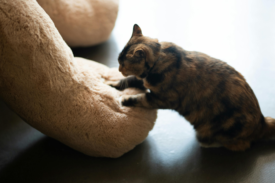 A tortoiseshell cat kneads its front paws on the arm of a large, beige plush stuffed animal on a dark floor, with soft sunlight in the background.