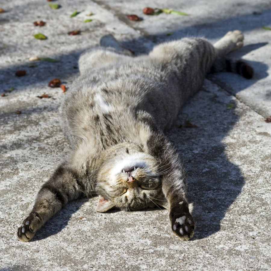 A grey tabby cat is lying on its back on a concrete surface with its front legs stretched above its head, eyes closed, and mouth slightly open, appearing relaxed and basking in the sunlight.