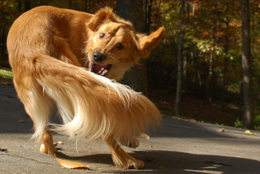 A golden retriever is playfully chasing its own fluffy tail on a sunlit path, with trees and autumn leaves in the background.