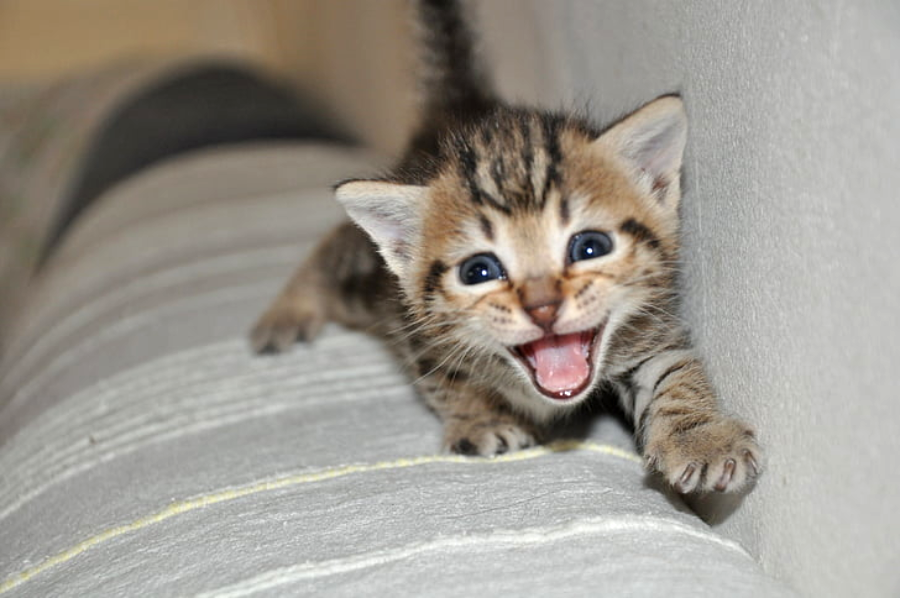 A small, brown tabby kitten with blue eyes and stripes is meowing while standing on a striped, light-colored surface next to a wall.