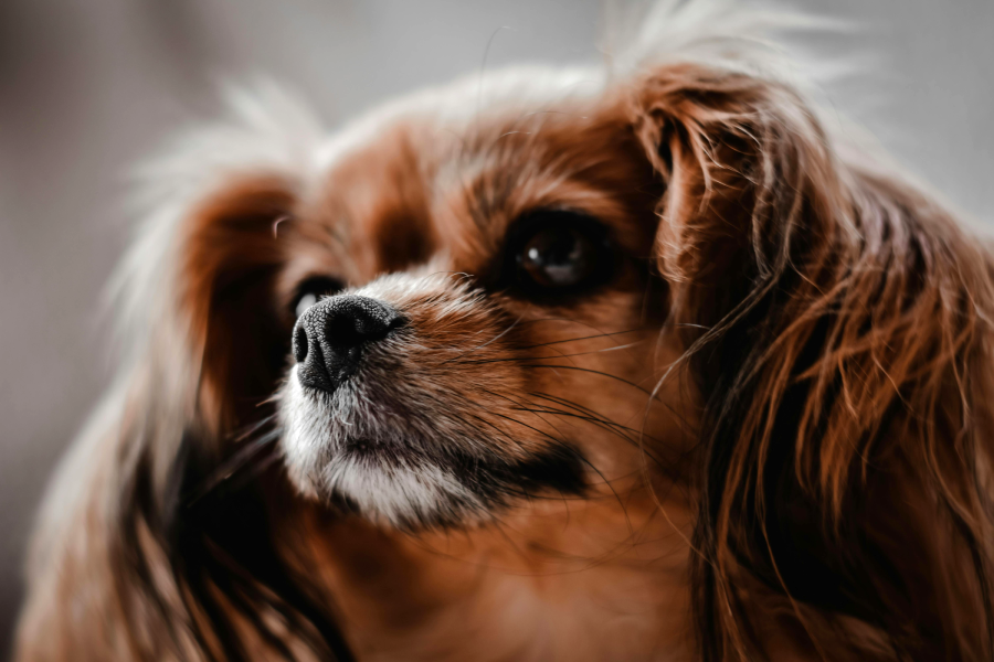 Close-up of a small brown and white dog with long, silky fur and dark eyes, looking off to the side. The background is softly blurred, drawing focus to the dog's expressive face.