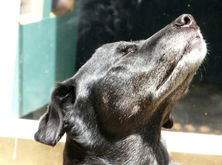 A black dog with closed eyes tilts its head upward, appearing to enjoy the sunlight. The background is softly blurred, with natural light highlighting the dog's face and fur.