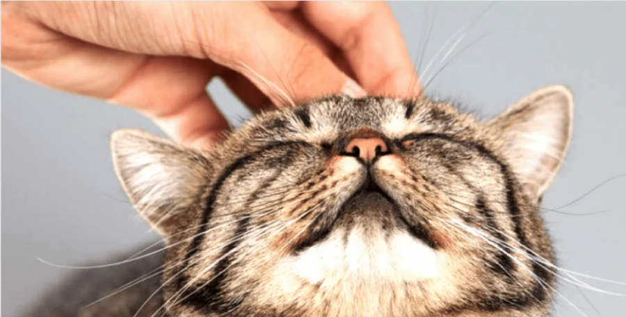 A close-up of a tabby cat with closed eyes enjoying a gentle scratch on its head from a human hand, looking relaxed and content.