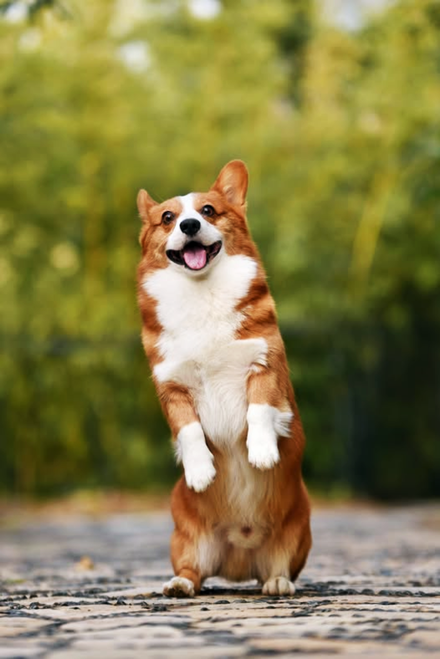 A happy brown and white Corgi dog stands upright on its hind legs on a stone path, with its front paws raised and tongue out, against a blurred green natural background.