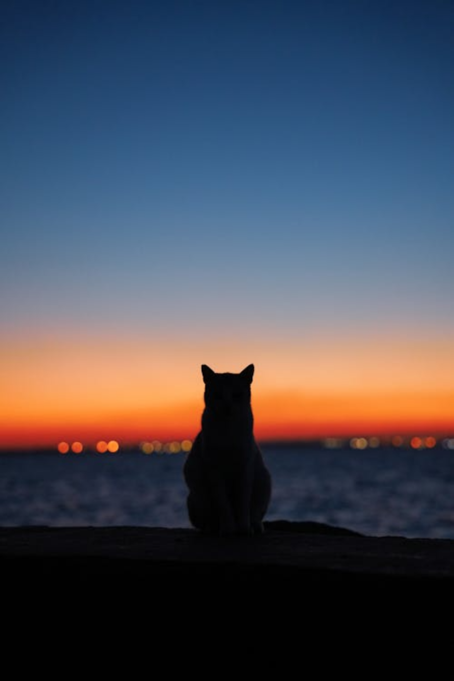 A silhouette of a cat sits on a ledge, facing a calm body of water at sunset, with a gradient sky transitioning from deep blue to orange and distant lights on the horizon.