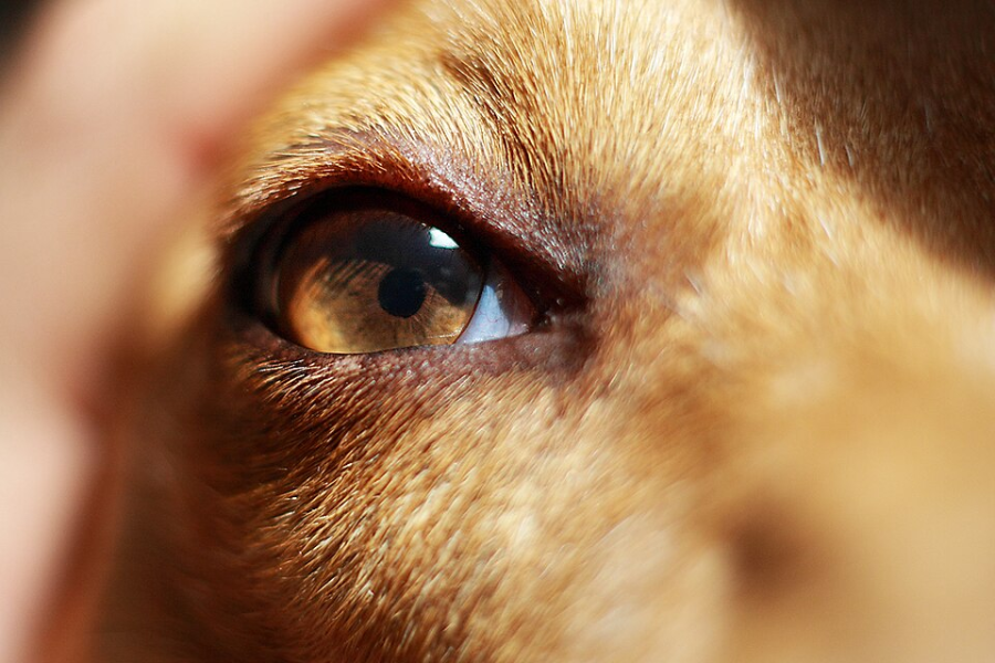 Close-up of a dog's face focusing on its brown eye, with golden fur visible around the eye and soft light highlighting the texture of the fur.