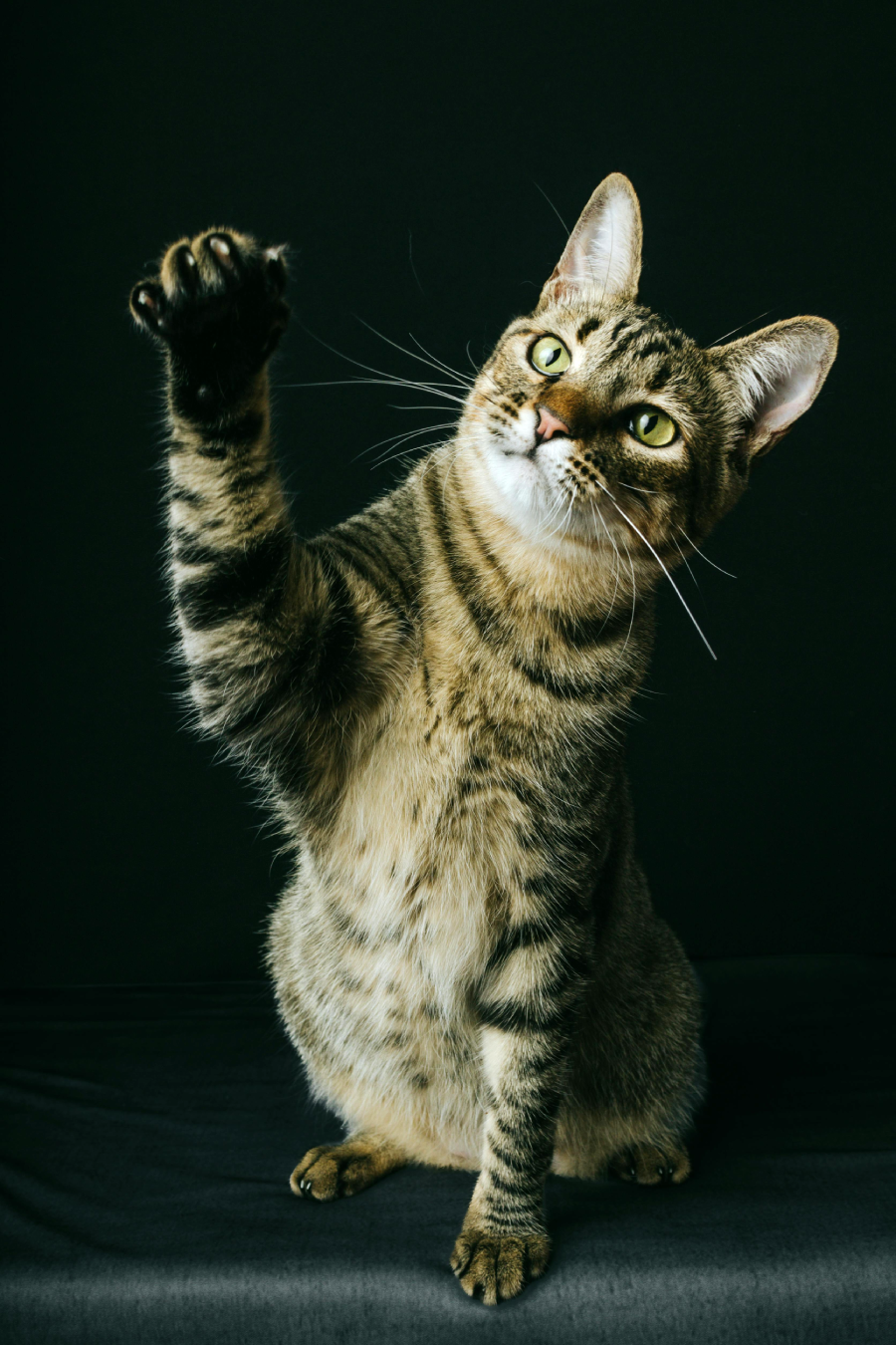 A tabby cat with green eyes sits against a dark background, raising one paw as if waving or reaching out. The cat looks curious and alert.
