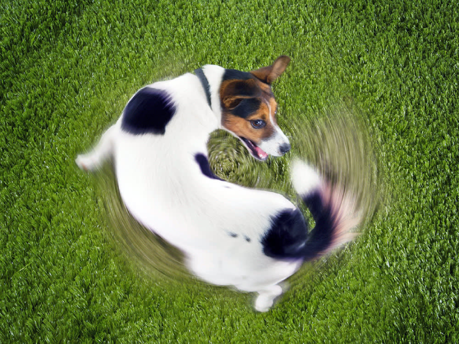 A small dog with black and white fur is spinning in circles on green grass, creating a blurred motion effect.