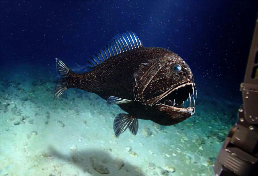 A large, dark deep-sea fish with sharp, jagged teeth swims near the ocean floor, its mouth open wide. The scene appears illuminated by artificial light, with underwater equipment visible on the right.