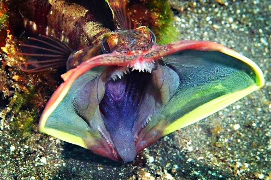 A fish with a wide, open mouth displays colorful, wing-like gill covers on the ocean floor, revealing sharp teeth and a large, cavernous throat.