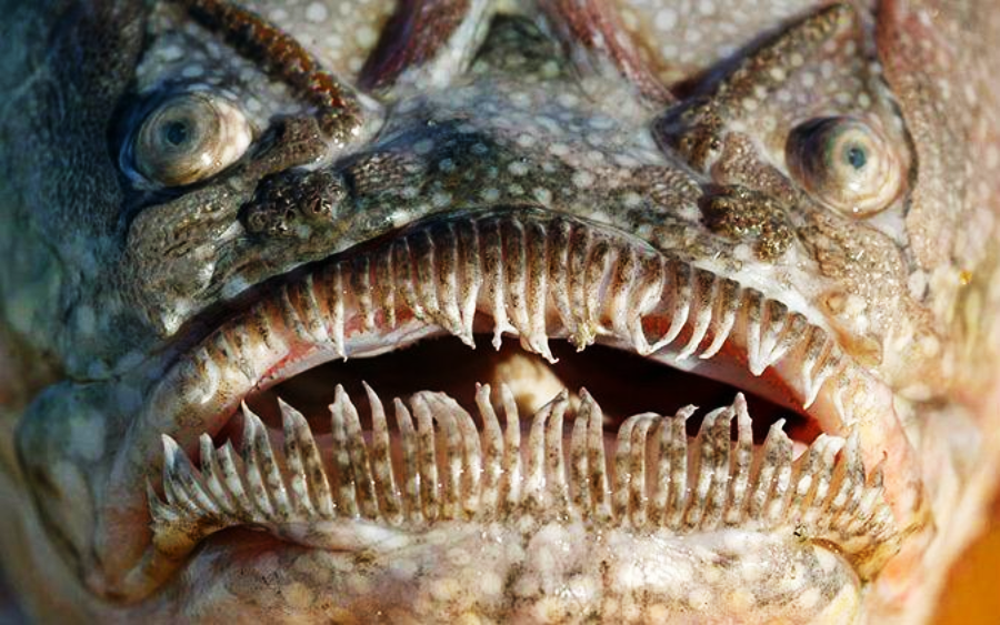 Close-up of a fish’s face showing sharp, needle-like teeth in its wide mouth, mottled, textured skin, and two round, bulging eyes giving it a fierce, intimidating appearance.