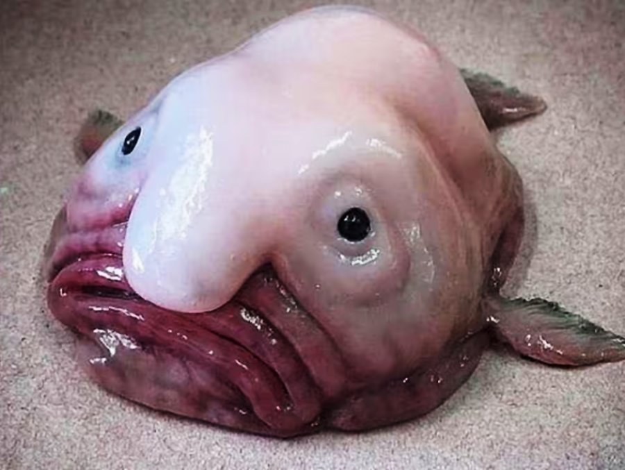 A blobfish with a pale, gelatinous body, wide mouth, and droopy features lies on a tan surface, appearing flattened and out of water.