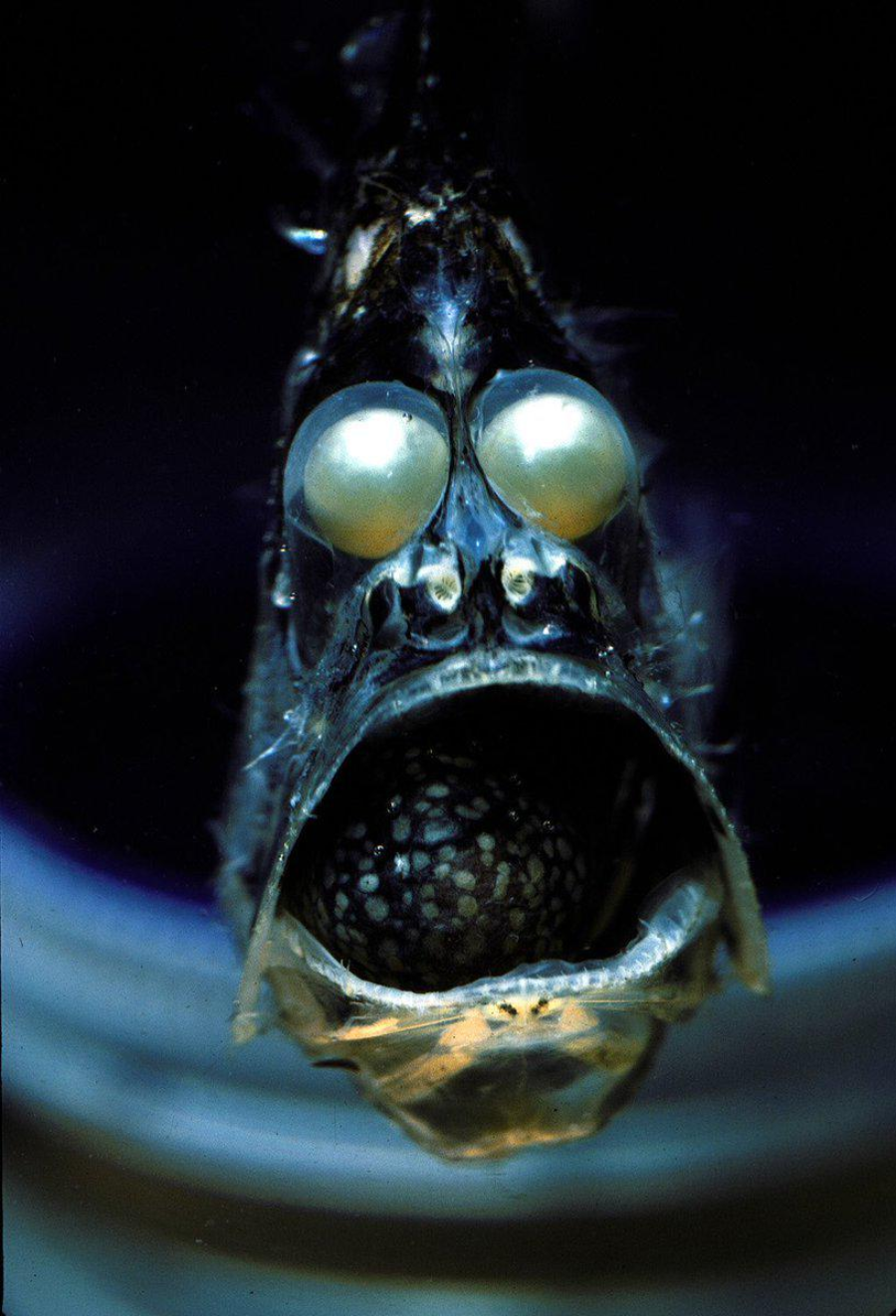 Close-up of a deep-sea fish with large, bulging eyes and an open mouth, revealing dark, spotted teeth or tongue, against a dark background.