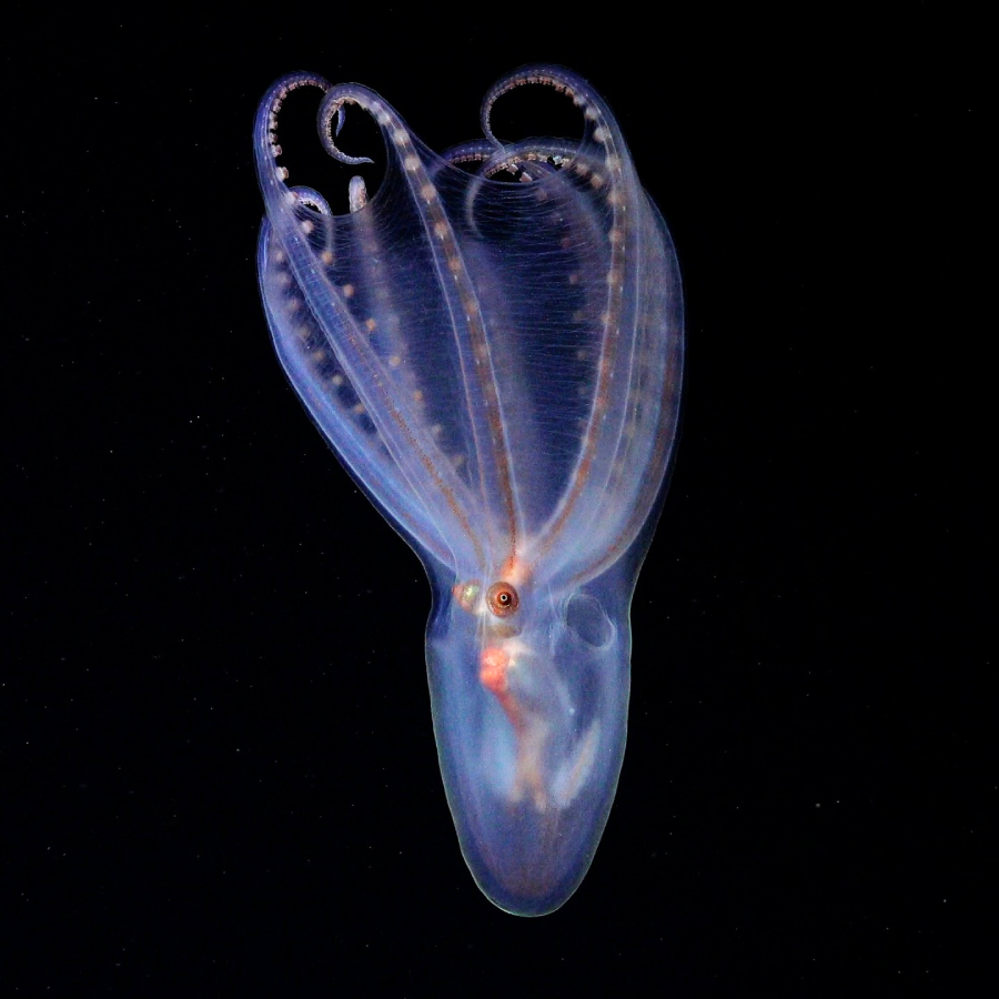 A translucent deep-sea octopus with curled arms and visible internal structures floats against a black background.