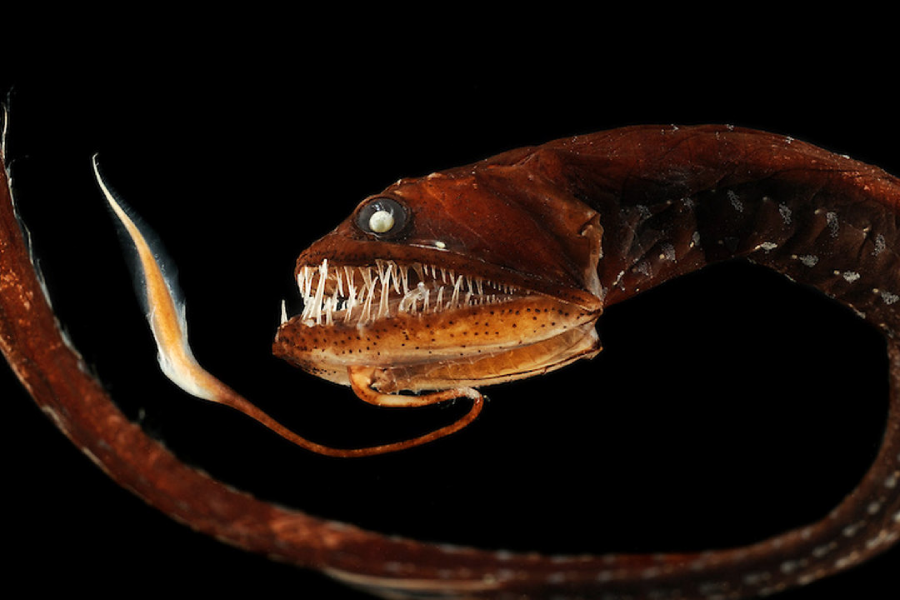 A deep-sea dragonfish with a long, slender, dark body, sharp fang-like teeth, and a bioluminescent lure extending from its chin, shown against a black background.