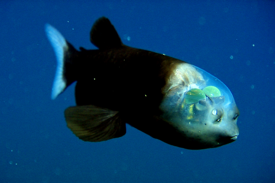 A deep-sea fish with a transparent, dome-shaped head revealing its green, barrel-shaped eyes, swims in dark blue water.