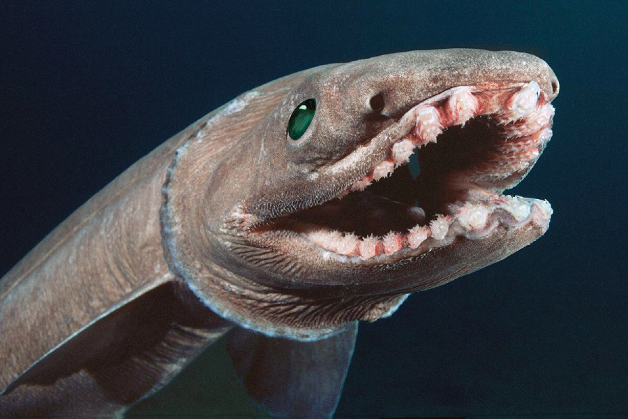 A close-up of a frilled shark with its mouth open, showing rows of sharp, frilled teeth. The deep-sea shark has a long, eel-like body and smooth, brownish skin, set against a dark blue background.