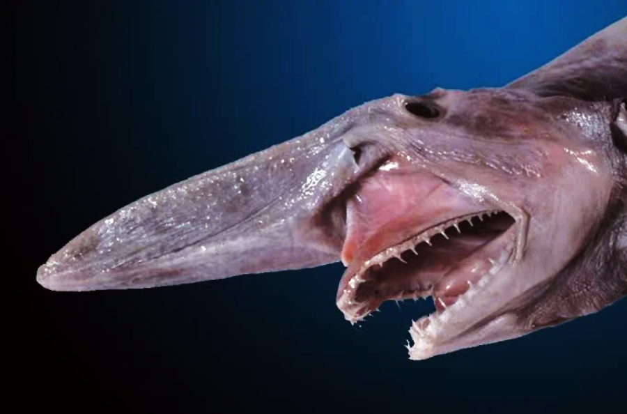A goblin shark with an elongated, flattened snout and sharp, protruding teeth is shown against a blue and black gradient background.