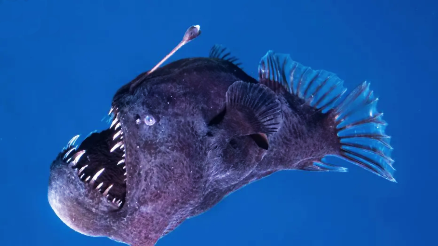 A deep-sea anglerfish with sharp, jagged teeth, a large mouth, and a bioluminescent lure protruding from its head swims against a dark blue ocean background.