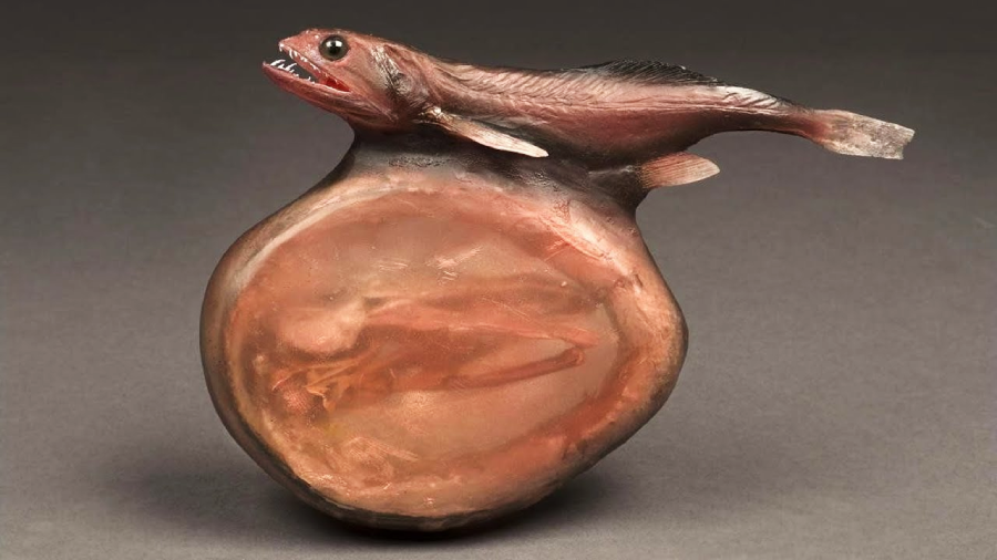 A deep-sea fish with sharp teeth is shown attached to a large, round, translucent sac that reveals a faint fish shape inside, suggesting a parasitic or symbiotic relationship. The background is plain and neutral.