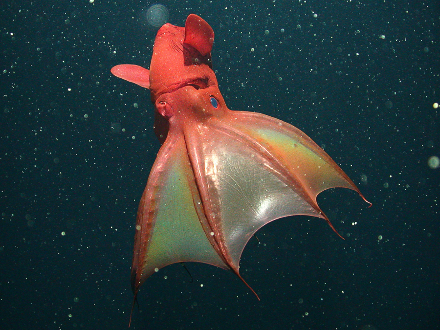 A deep-sea vampire squid with a reddish body and webbed arms swims in dark water, surrounded by floating particles.