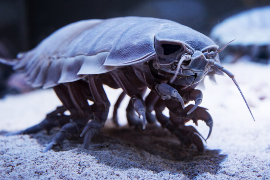 A close-up view of a giant isopod, a large marine crustacean with a segmented shell, multiple legs, and long antennae, walking on sandy ocean floor.