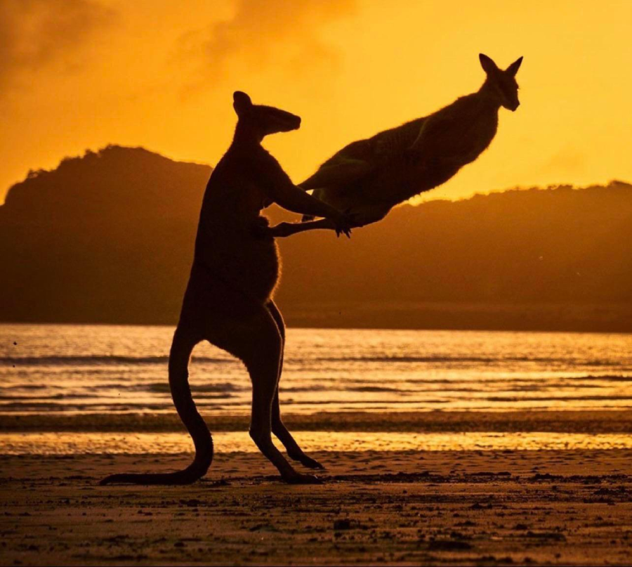 Two kangaroos are silhouetted against a golden sunset on a beach, with one kangaroo appearing to kick or push the other while standing on its hind legs.