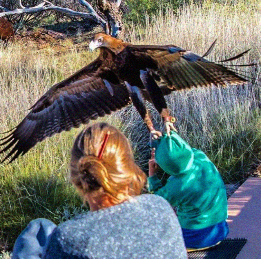 A large brown bird of prey with outstretched wings is landing on a gloved arm, while a child in a green hoodie and an adult with tied-back hair look on outdoors in a grassy area.