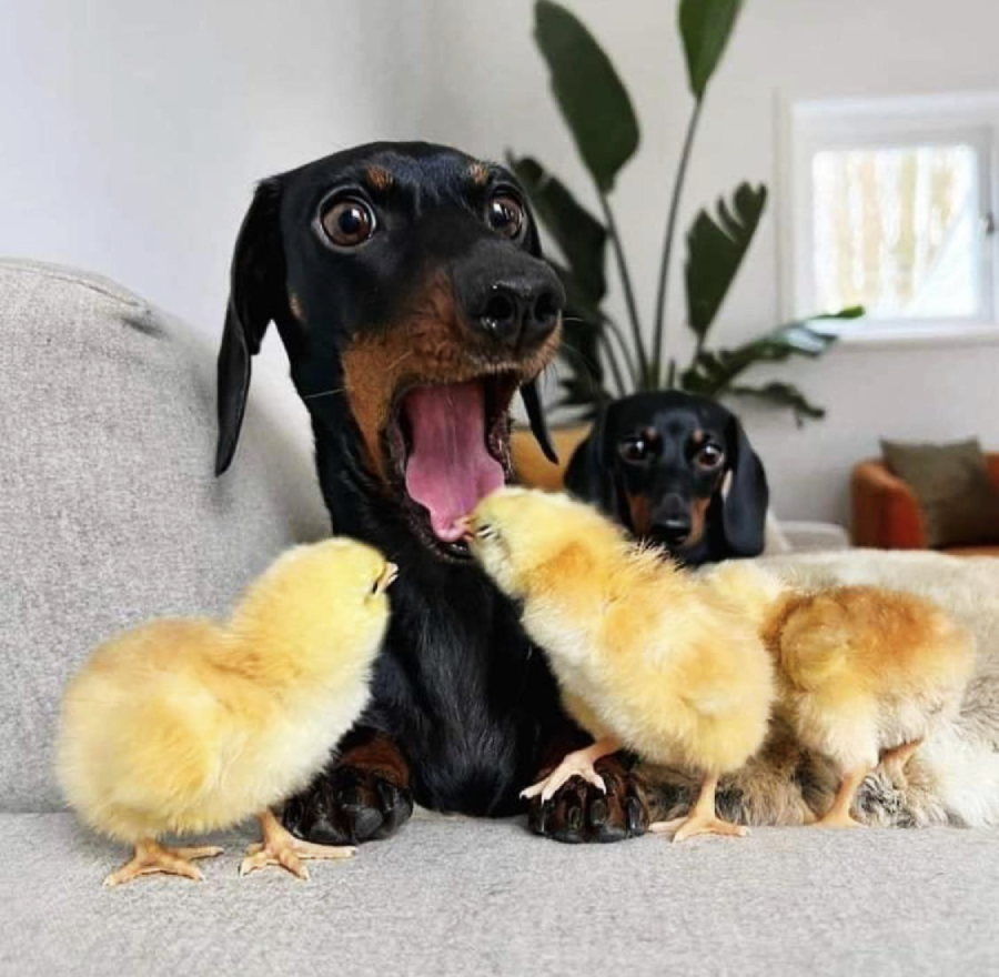 A surprised-looking dachshund with its mouth open sits on a couch surrounded by three fluffy yellow chicks, while another dachshund is in the background. Indoor setting with plants and a window.