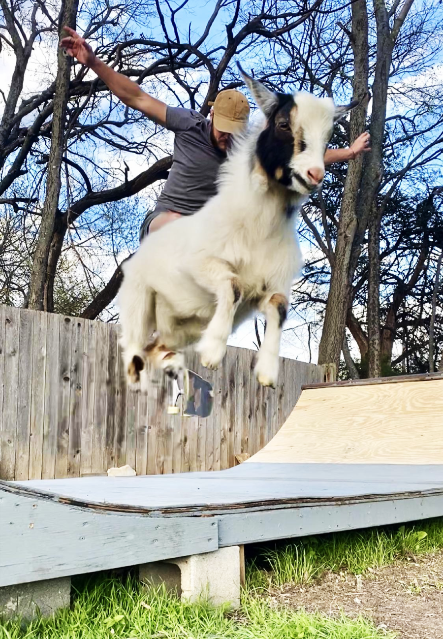 A goat leaps into the air on a skateboard ramp while a person in a cap and t-shirt skateboards behind it, with trees and a wooden fence in the background.