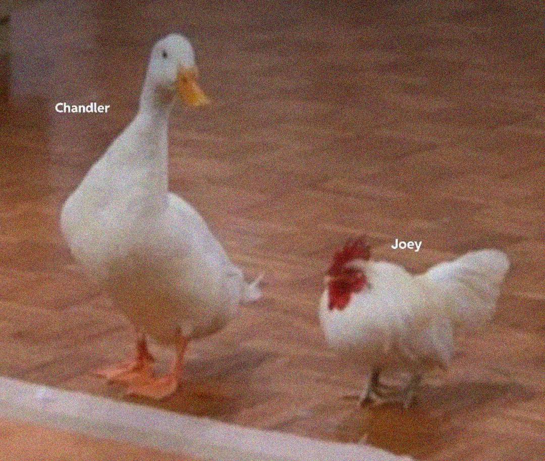 A duck labeled "Chandler" stands next to a chicken labeled "Joey" on a wooden floor indoors.