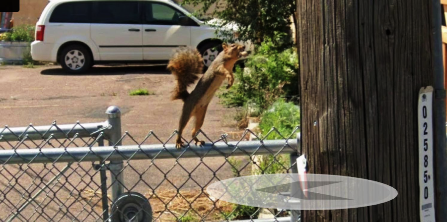 A squirrel stands upright on a metal fence next to a wooden utility pole, with a white van and some greenery in the background.