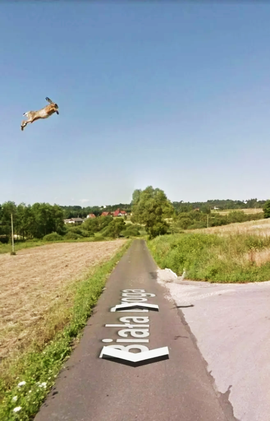 A rural road with fields on both sides and a rabbit seemingly leaping high in the sky above the road. The words "Biala Droga" are written on the road.