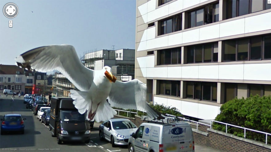 A large seagull appears in the foreground with wings spread wide, flying above parked cars on a city street lined with buildings on a sunny day.