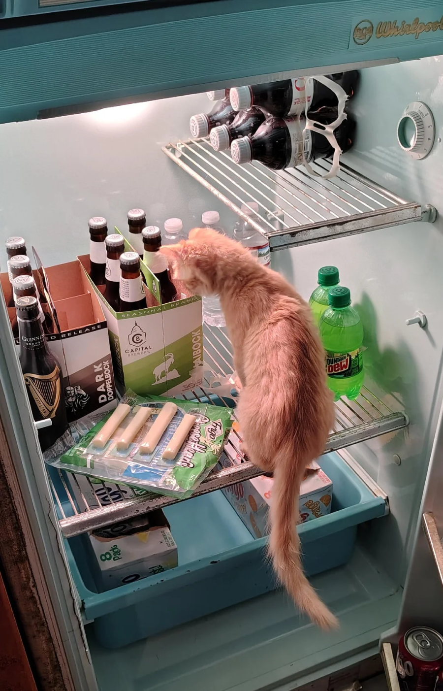 A light orange cat is standing inside an open refrigerator, curiously sniffing near boxes of drinks, bottled soda, and packs of cheese sticks on the shelves.