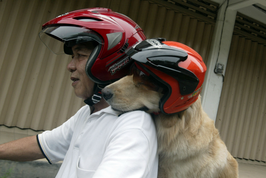 A man in a red helmet rides a motorcycle with a large dog wearing an orange helmet sitting behind him, resting its head on his shoulder. They are both facing forward.
