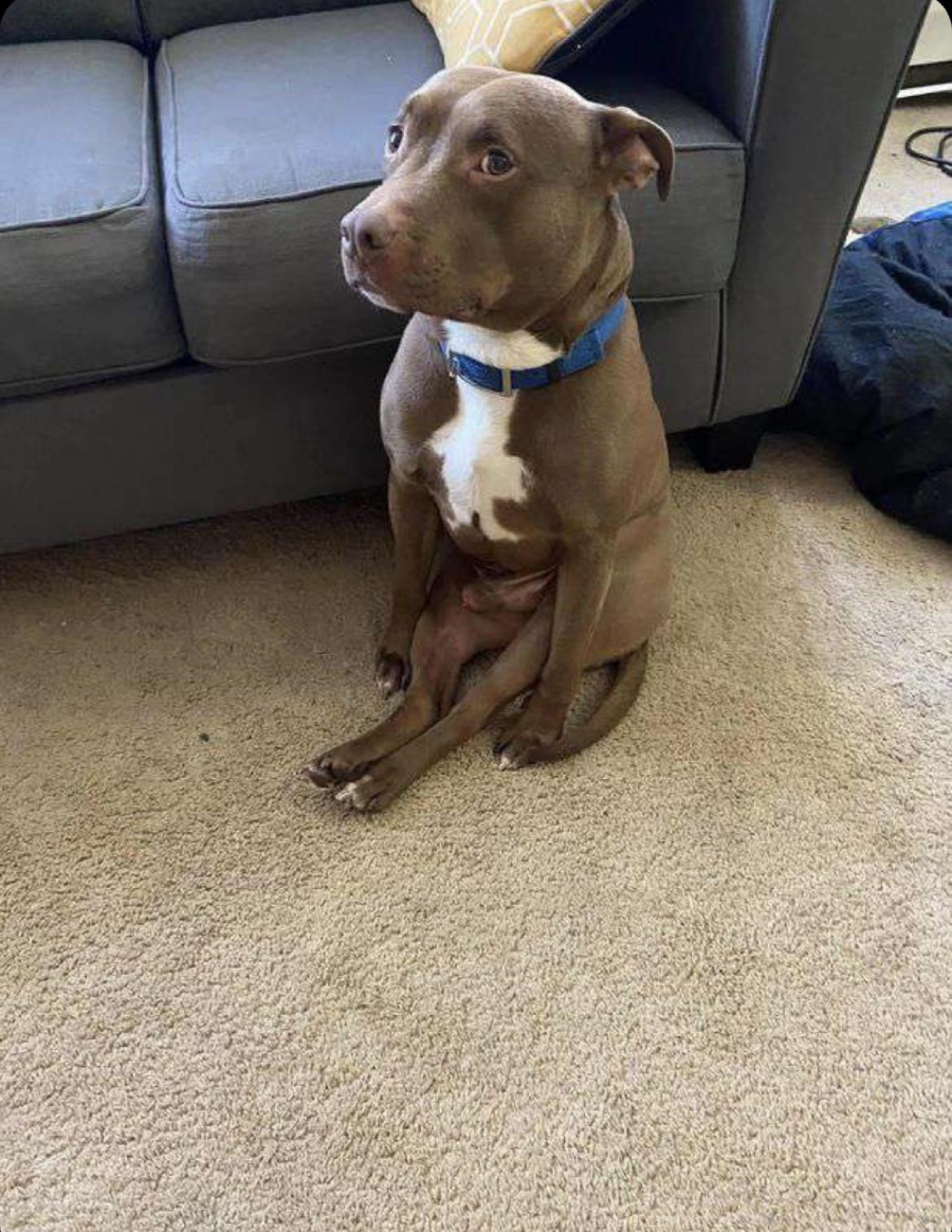 A brown dog with a white chest and blue collar sits upright on the carpet with its back against a gray couch, resembling a human sitting position.