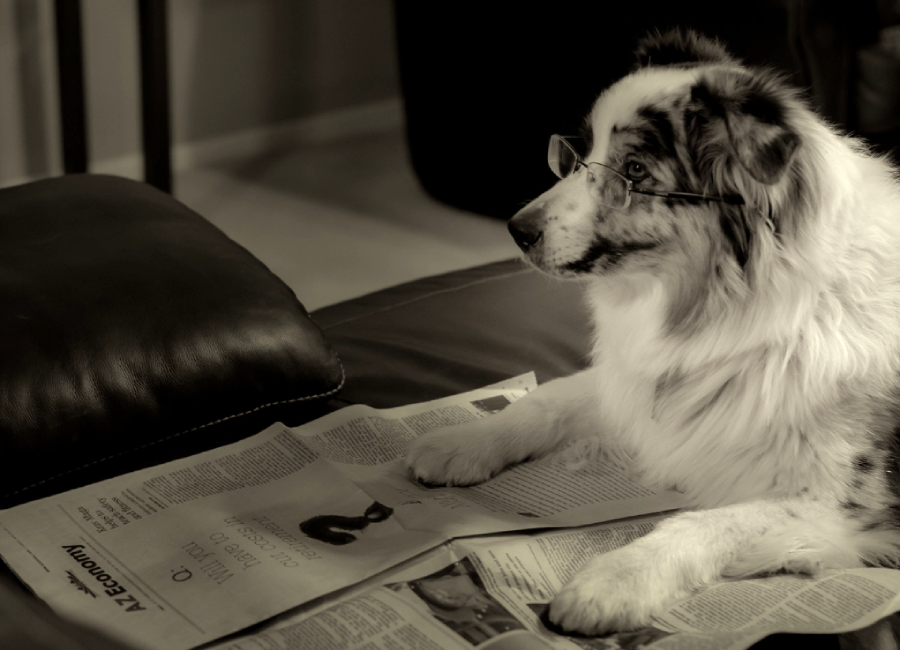 A dog wearing glasses lies on a couch with its front paws resting on an open newspaper, appearing to be reading. The image is in black and white.