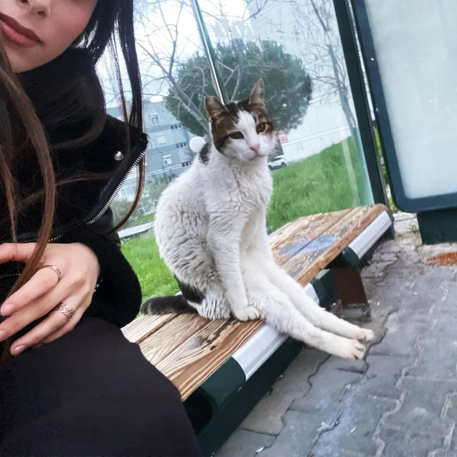 A person sits next to a white and tabby cat lounging upright on a wooden bench at a bus stop, with trees and buildings visible in the background.