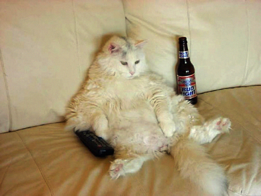 A fluffy white cat lounges on a beige couch with a TV remote by its side and a Bud Light beer bottle propped up near its paw, appearing relaxed and human-like.
