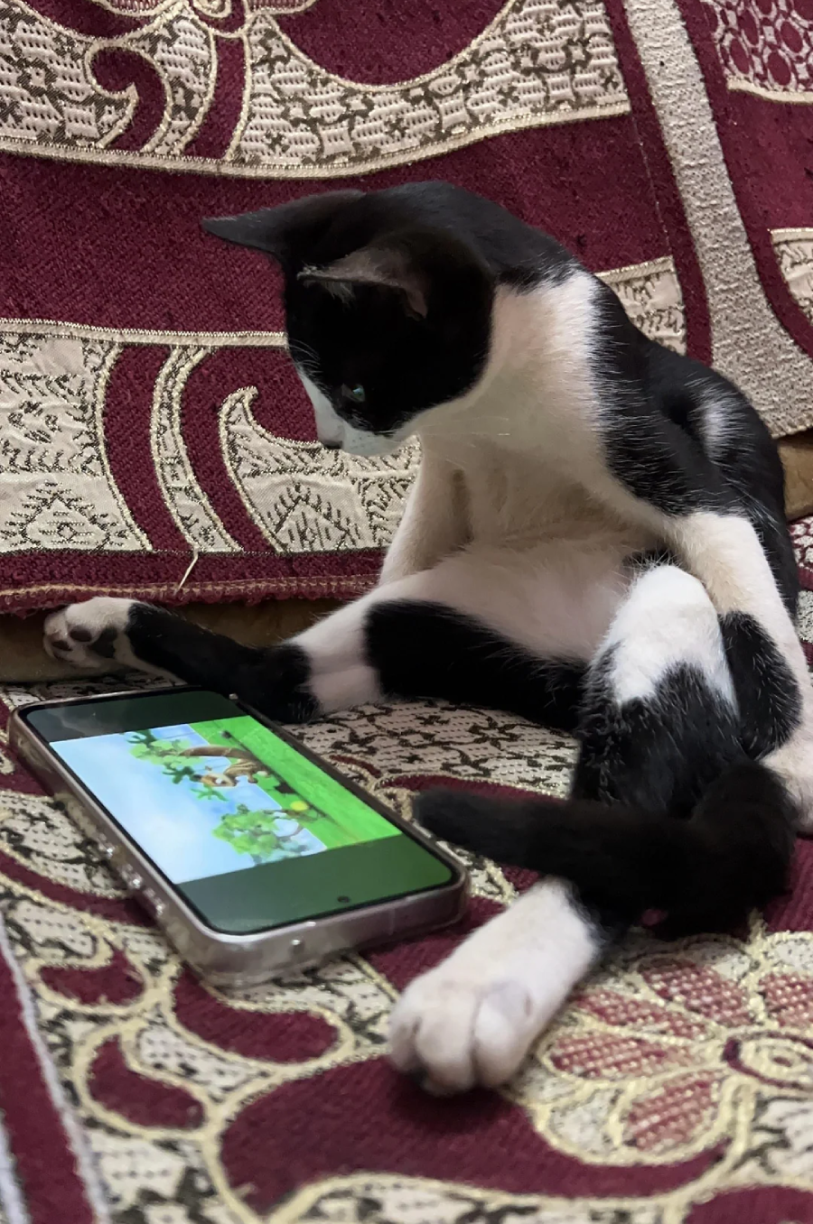 A black and white cat sits upright on a patterned maroon and beige couch, watching a cartoon on a smartphone placed in front of it.
