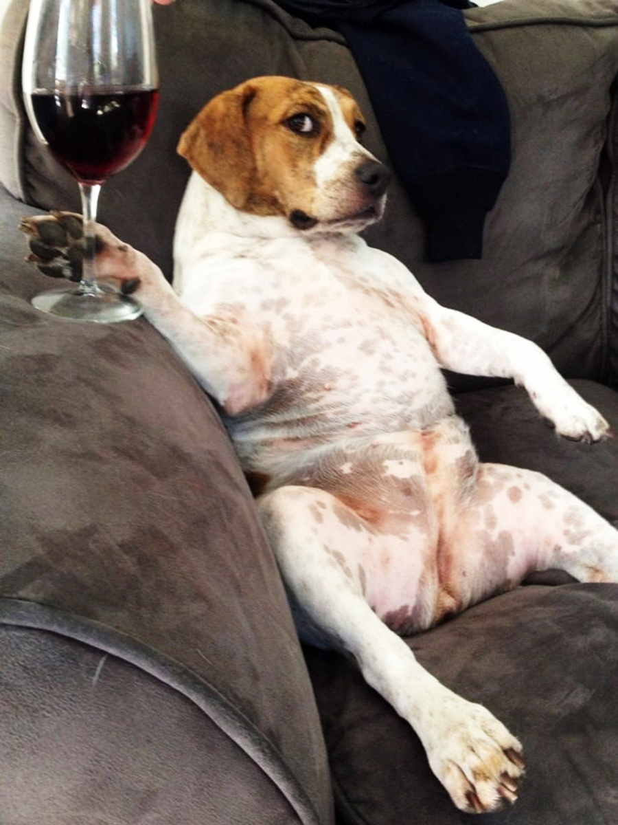 A relaxed dog sits upright on a couch, leaning back with one paw raised and resting on a wine glass filled with red wine, looking off to the side.