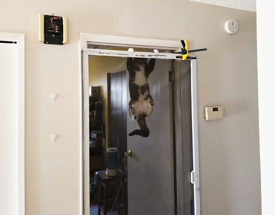 A cat is hanging upside down from the top of a screen door inside a house, gripping the frame with its paws. The door is partially open, and the room behind it is dimly lit.