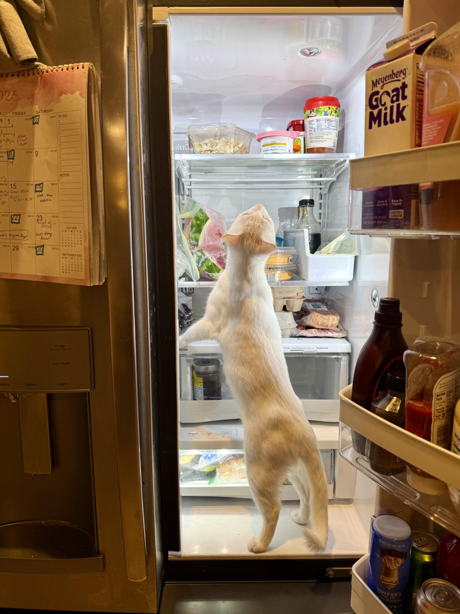 A white cat stands on its hind legs inside an open refrigerator, reaching up to sniff the shelves, surrounded by various food items and drinks.