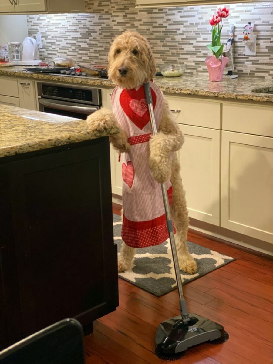 A fluffy dog wearing a red and white heart-themed apron stands on its hind legs in a kitchen, with its front paws resting on a broom, as if sweeping the floor.