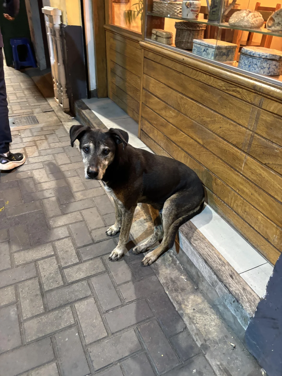 A black and brown dog with white markings sits on a low step outside a wooden storefront at night, looking toward the camera. The pavement is made of gray bricks.