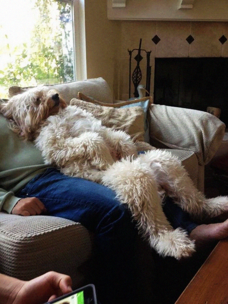 A large, fluffy dog lounges sprawled on a person's lap on a couch, appearing very relaxed with its head leaning back and limbs stretched out. The person sits comfortably with one hand resting on the dog's fur.