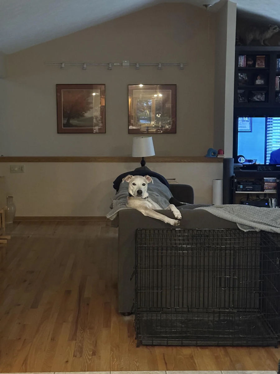 A white dog is lying on the back of a couch in a living room, looking toward the camera. The room has wooden floors, framed art on the wall, a TV that is on, and a large empty dog crate in the foreground.